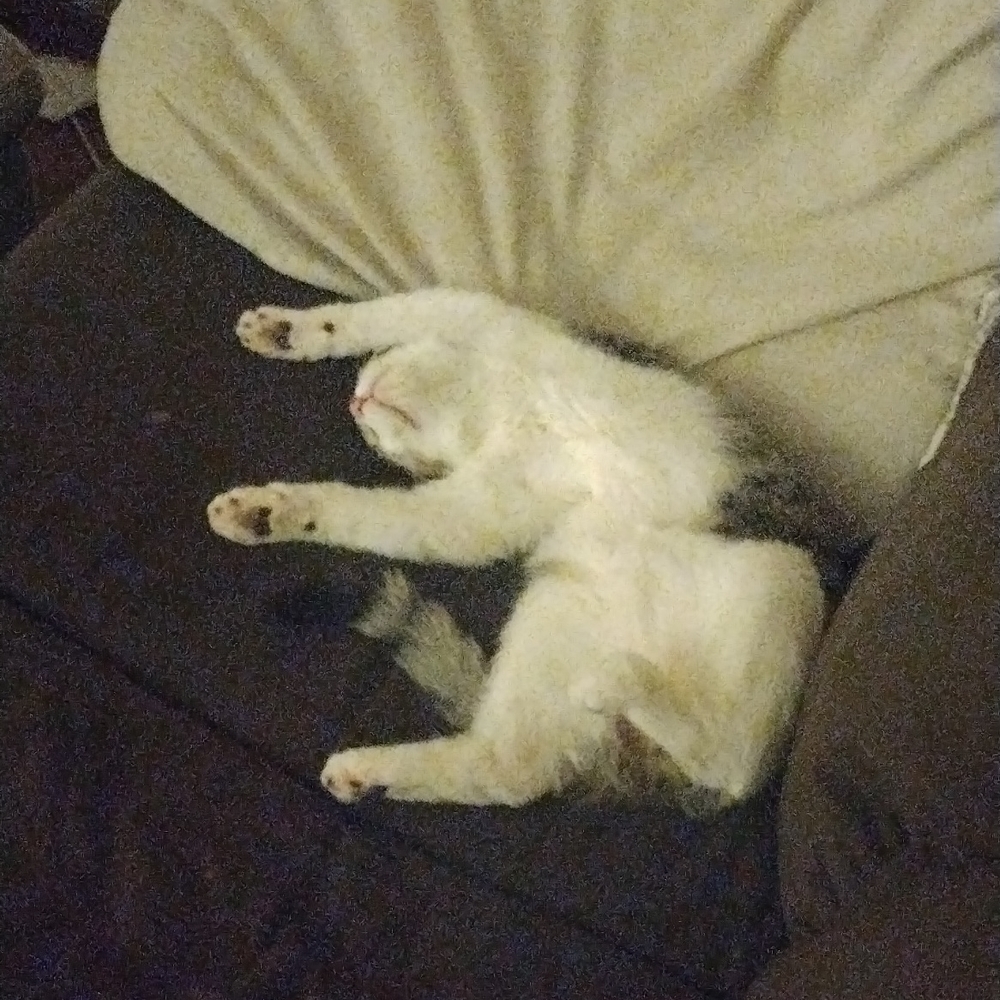 A sleeping lazy cat he cool 😂